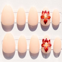 Rosy Orchid